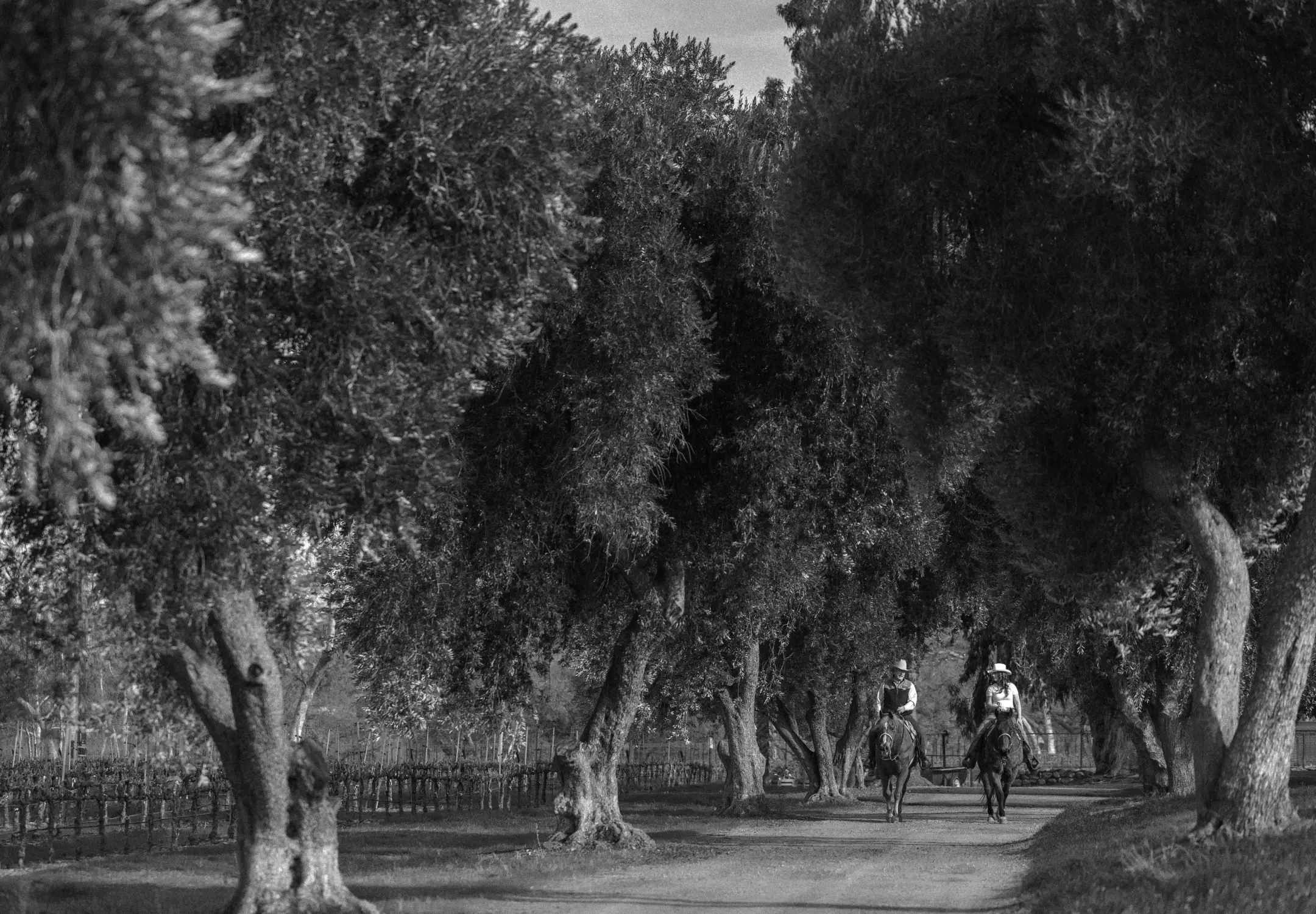 Two horse riders on a country lane lined with trees