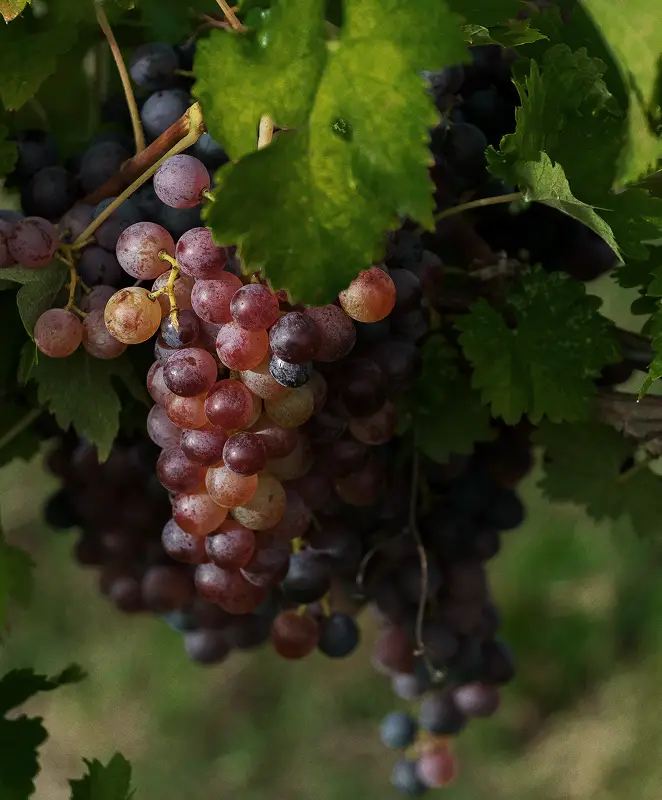 Grape cluster on the vine