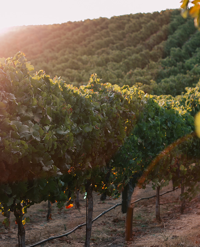 Closeup of vineyard row at sunset